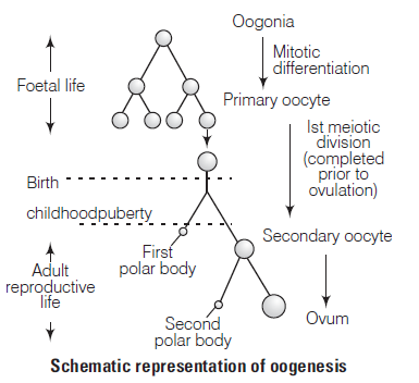 Human Reproduction Exam Questions Class 12 Biology